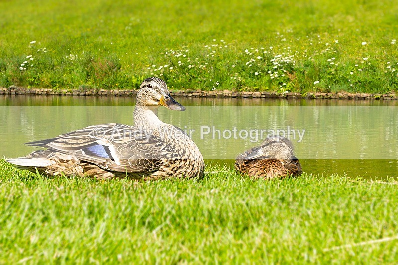 170617-untitled0051-4881 - Mallard