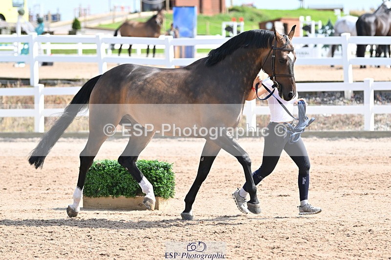 240717A-154616-03054 - Trot Up 3pm to 4pm