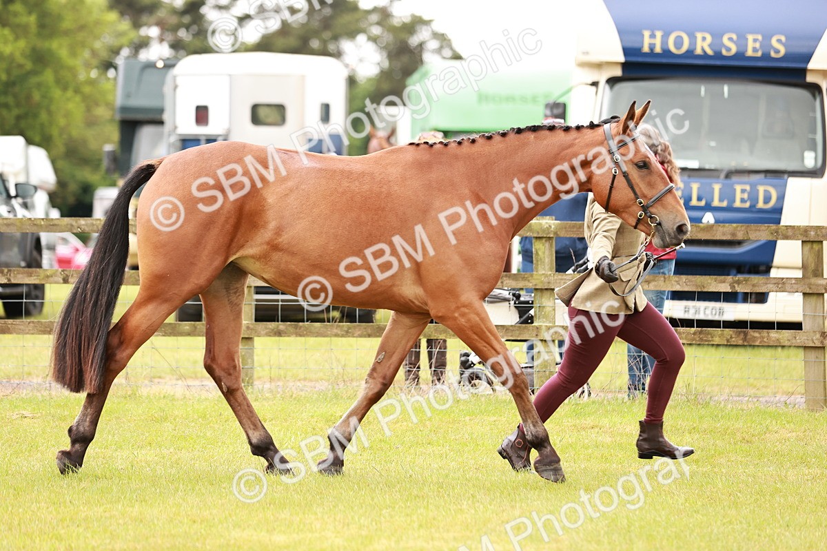 SBM_00758 - Class 26-30 Sport Horse In Hand