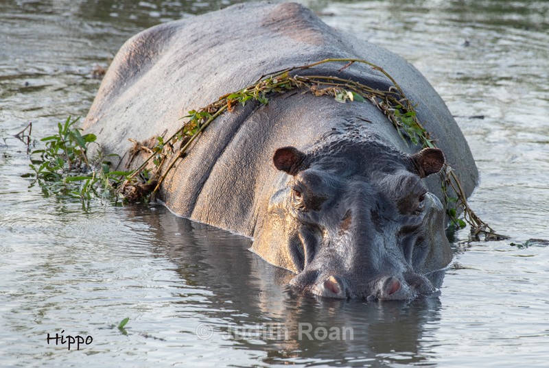  - South Africa Birds and Mammals