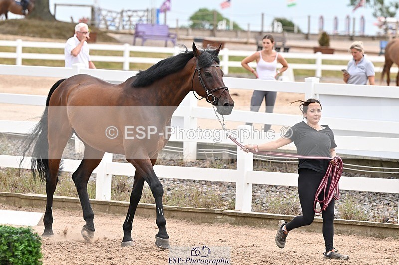 250716-144606-01380 - Trot Up 2.30 to 3.30