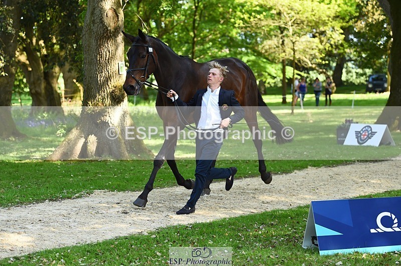 230524-161642-00810 - 262-TREAMBLE-Finn_Healy-WEDTrotUp+DR