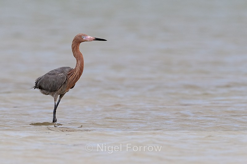 Reddish Egret in shallow water, Fort De Soto Park, Florida - Reddish Egret