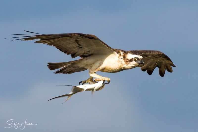 Osprey with Swallowtail 1