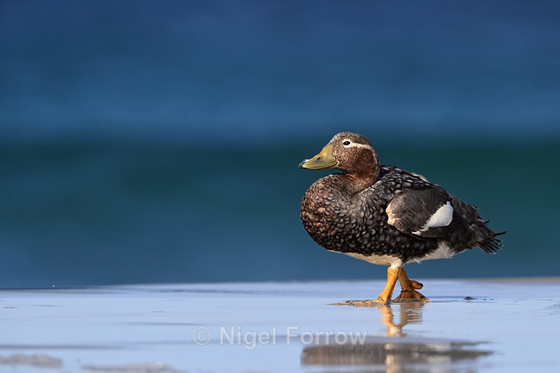 Falkland Flightless Steamerduck (female), Sea Lion Island - Falkland Flightless Steamerduck