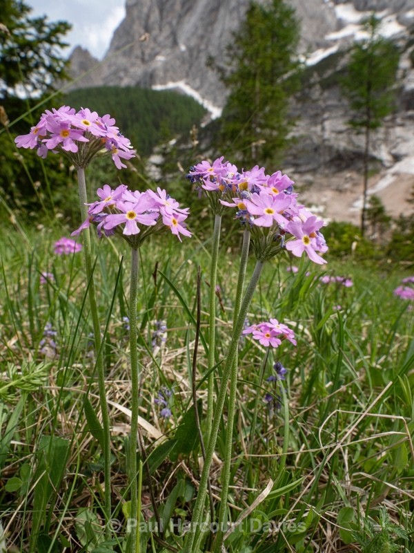 Birdseye primrose (Primula farinosa)  - Flowers in the Landscape
