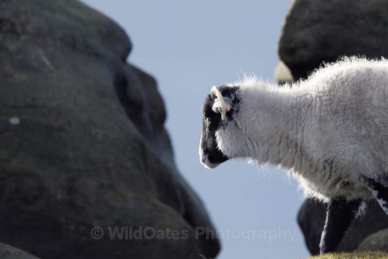 Sheep Peak District Jan 2018 - Mountain Hares and Red Grouse