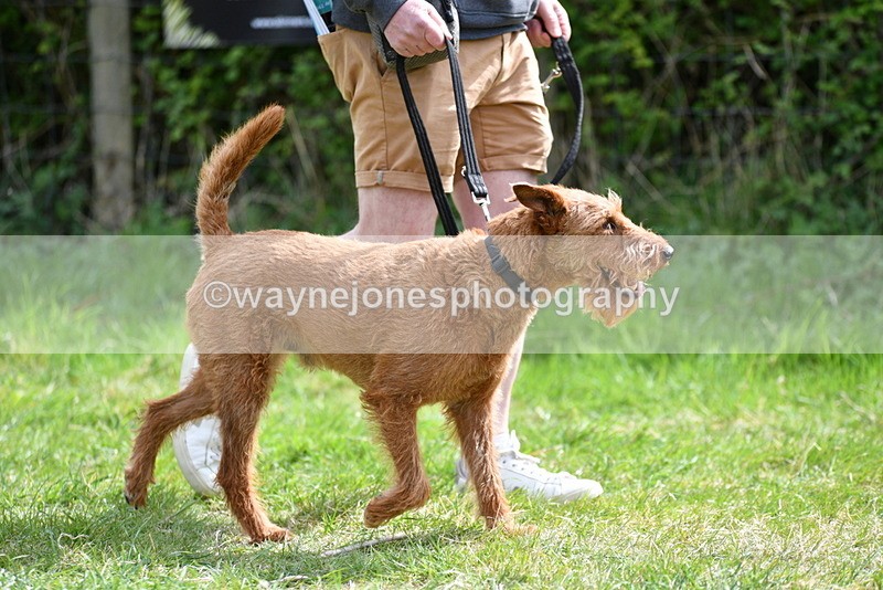 WJ5_9648 - Class 3 Most Handsome Dog