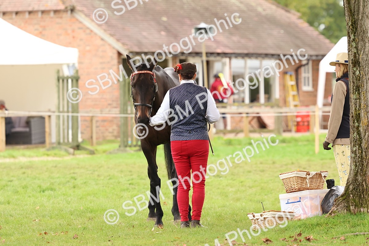 SBM_59932 - S36 - Rehabiliated Rescue Horse & Pony In Hand & Ridden