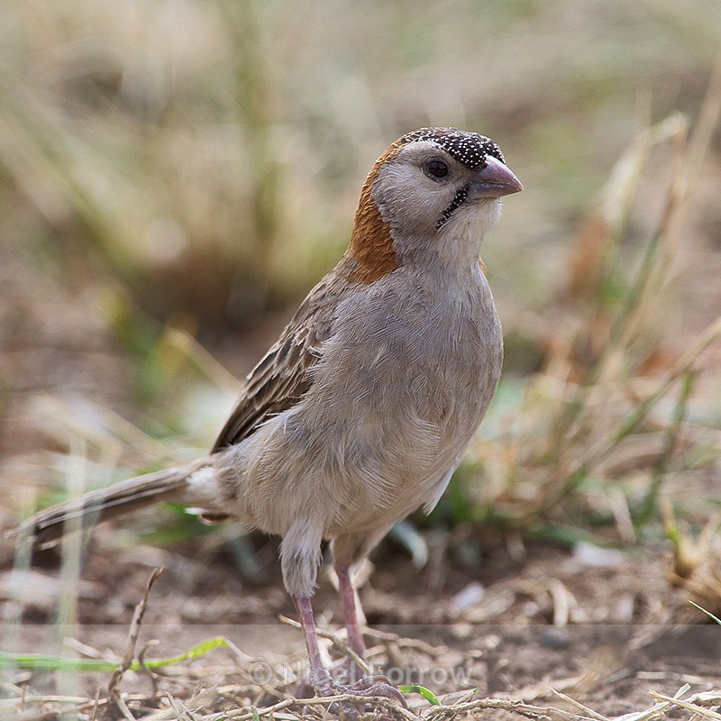 Speckle-fronted Weaver on the ground - Speckle-fronted Weaver