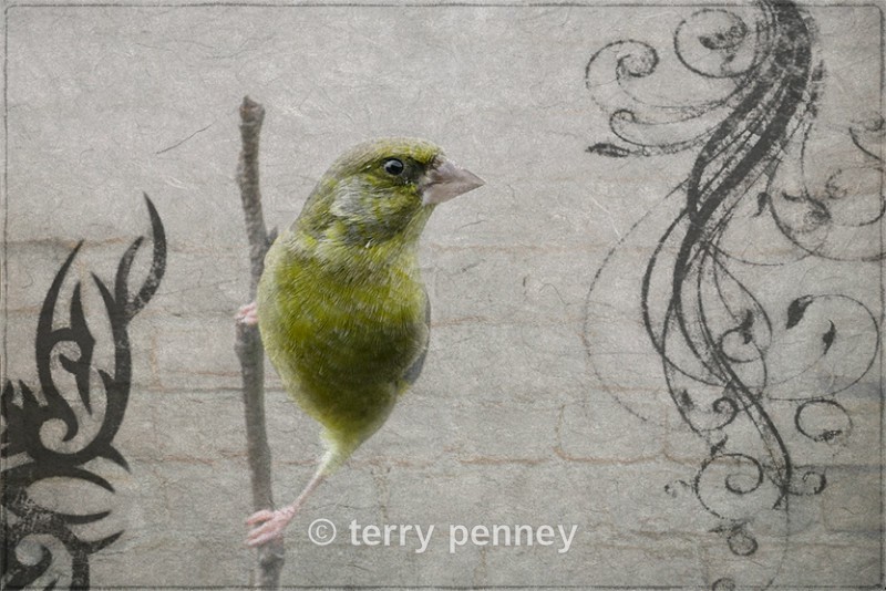  - Birds