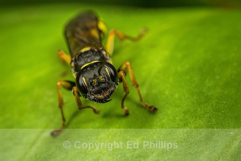 Mellinus arvensis (f) - Mellinus arvensis