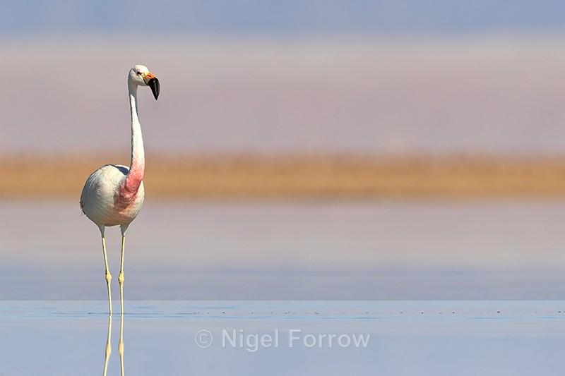 Andean Flamingo standing upright, Chile - Andean Flamingo
