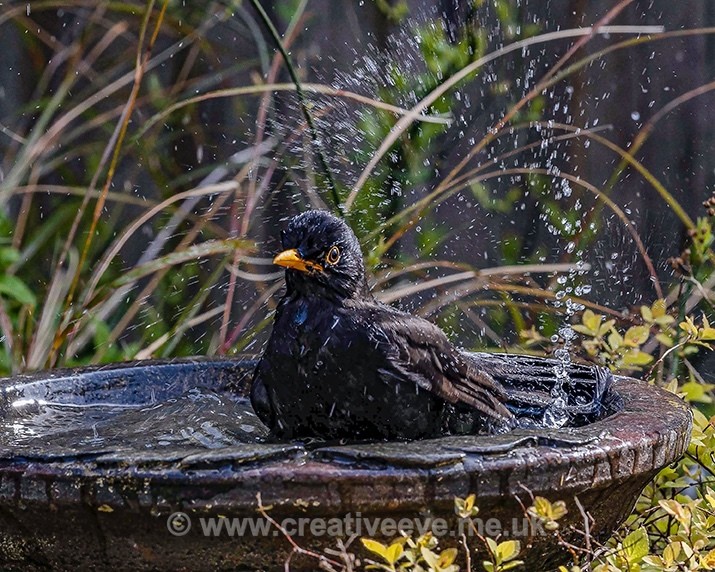 No.0048. Bath time - Animal world