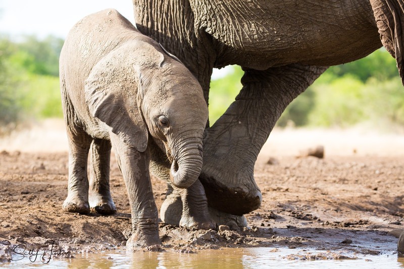 Elephant Baby 33