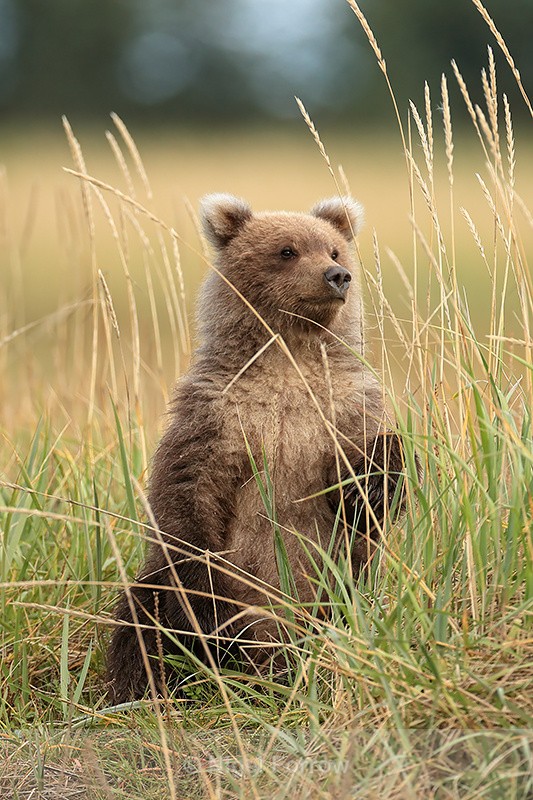 Grizzly Bear cub sitting upright, Lake Clark National Park, Alaska - Brown Bear