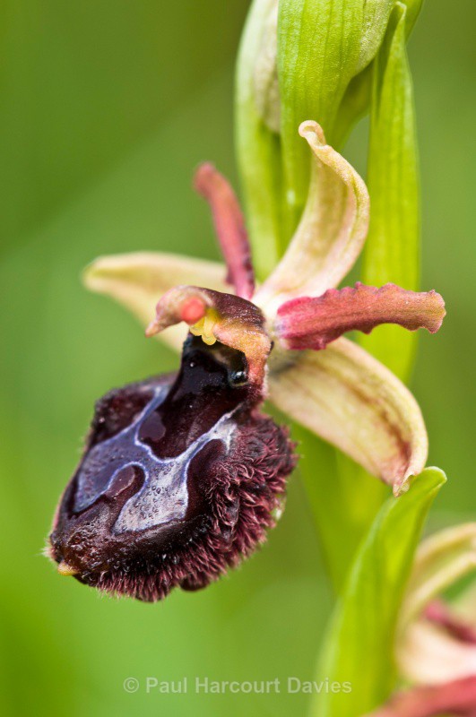 Ophrys passionis x Ophrys bertoloni ssp bertoloniformis. - Orchids - Ophrys