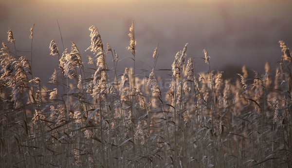 Chew Valley lake reeds _S154 - Somerset landscape Photography