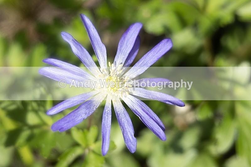 190420-untitled-1L4A0939-Edit - Plants & Flowers