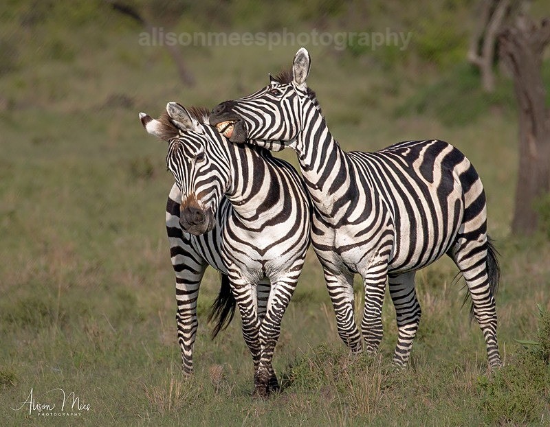  - African Safaris