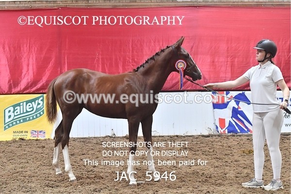 JAC_5946 - 11 Pandora of Westoak