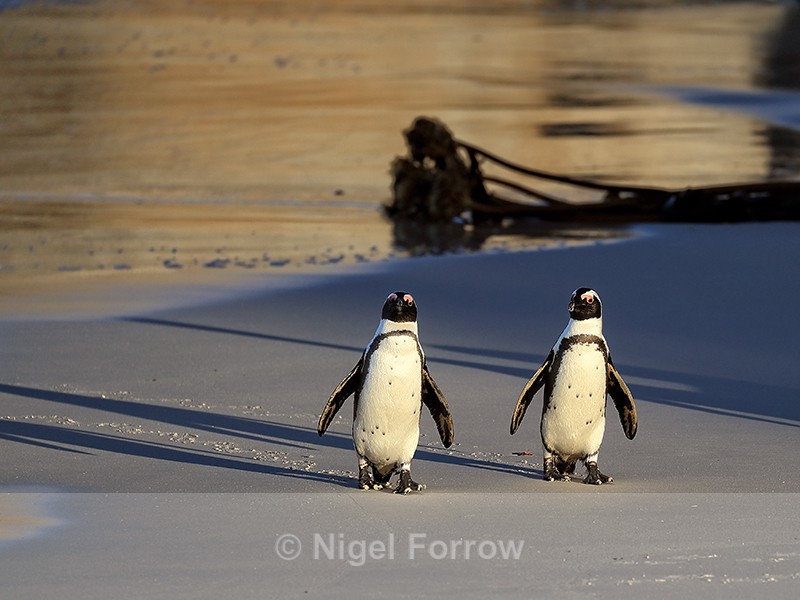 African Penguins arrive late afternoon, Foxy Beach, South Africa - African Penguin