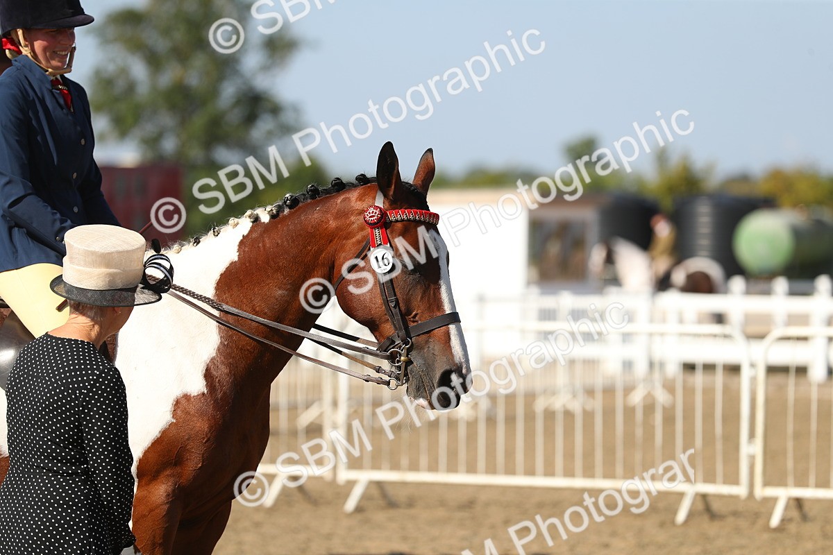 SBM_02281 - Class 43 Ridden Competition Horse/Pony