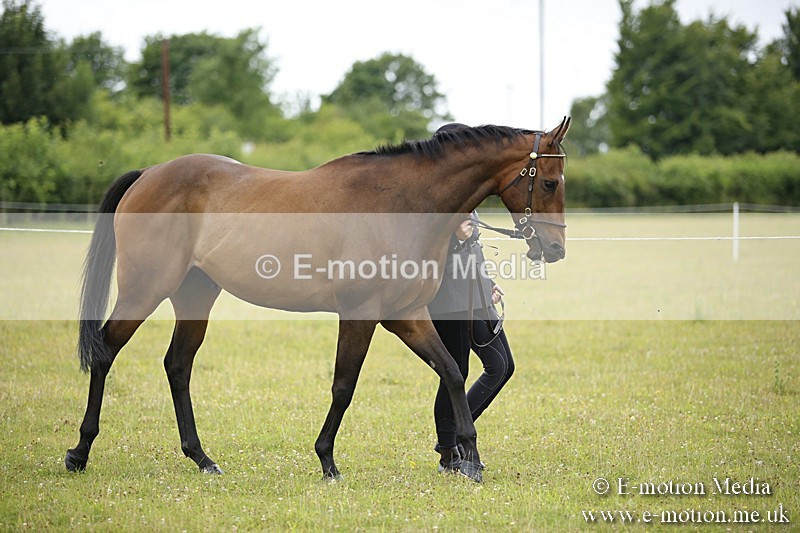 BVR160717-46 - Ring 1 BVRC Show 16/07/17