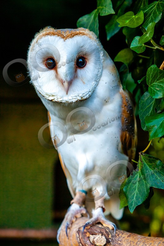 barn owl tyto alba-1073 - Owls of the World