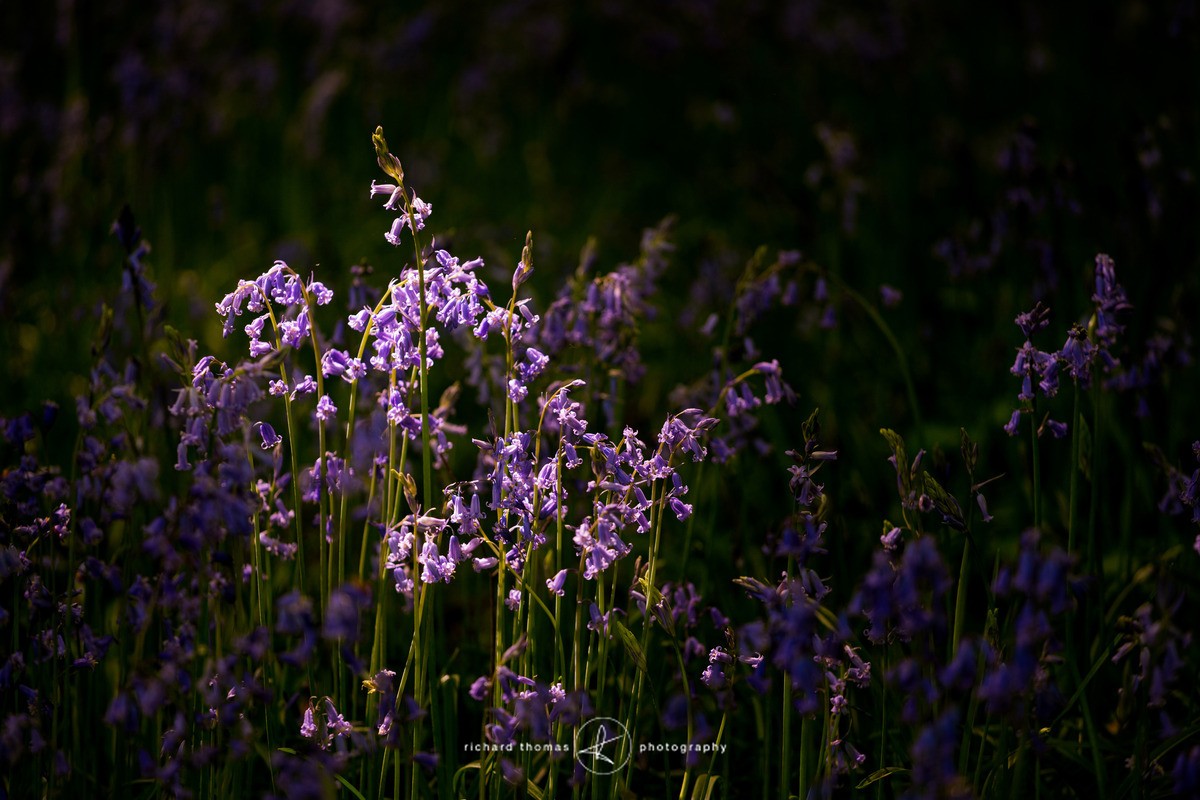 Blue patch - BlueWood