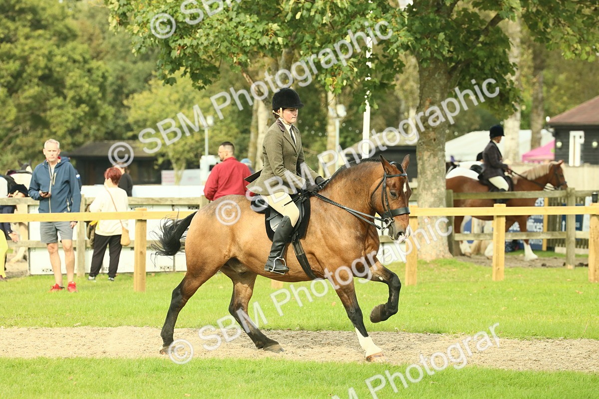 SBM_69340 - S58 - Mini Show Cob Ridden