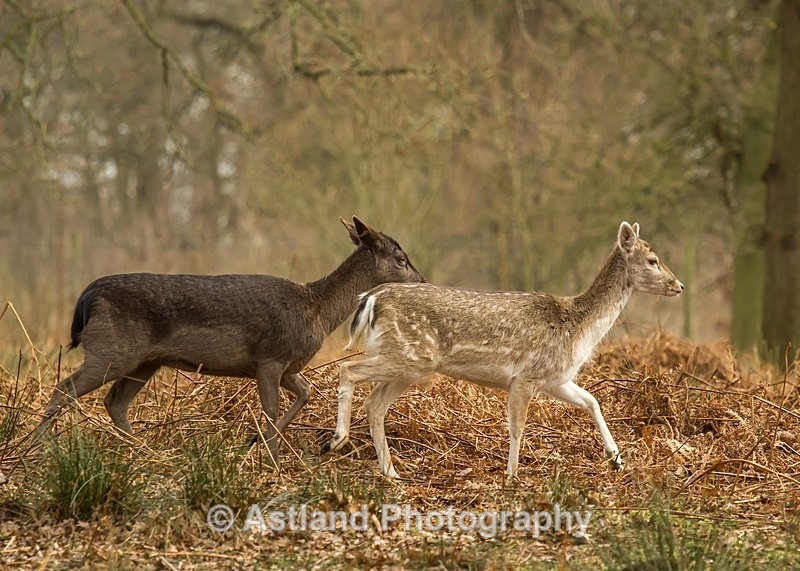 Astland Photography, Bird and Wildlife Images, Susan and Peter Wilson, U.K.
