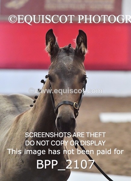 BPP_2107 - AFTERNOON 12.30 - 3.30PM