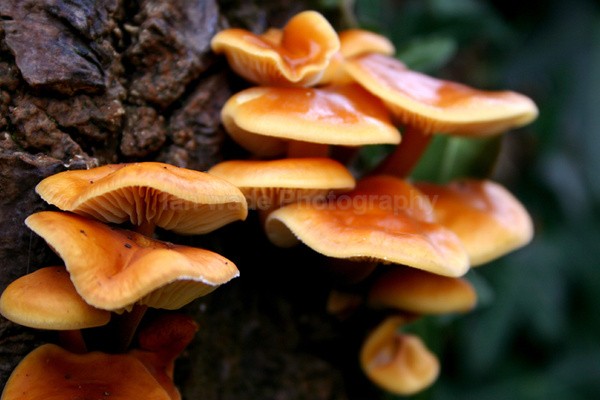 Mushrooms _ FL003 - Wild Flowers,  plants & Fungus photography, Great Britain