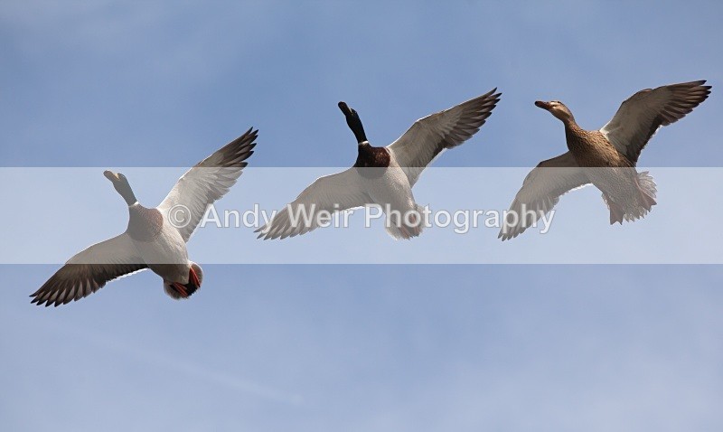 20110410-IMG_1520 - Mallard