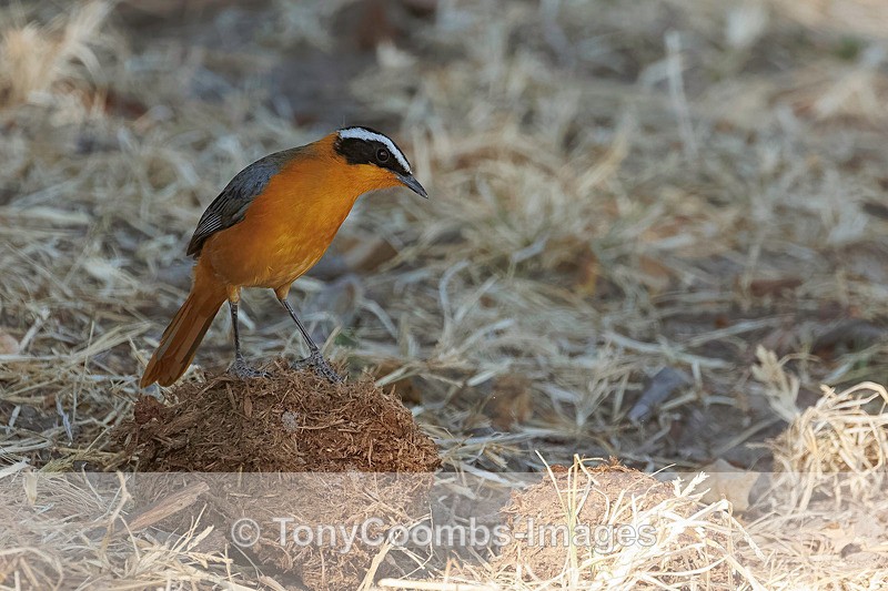 Whte-browed RobinChat - Botswana ~ Birds