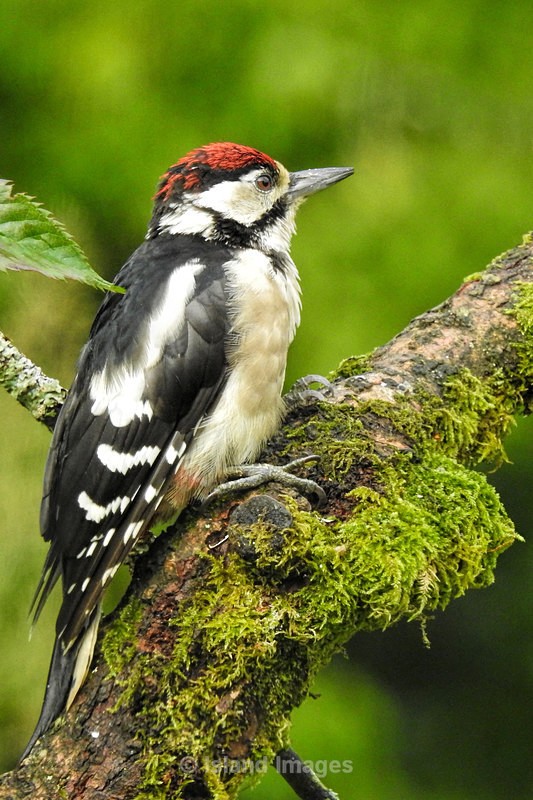 Great spotted Woodpecker - Wildlife of Argyll