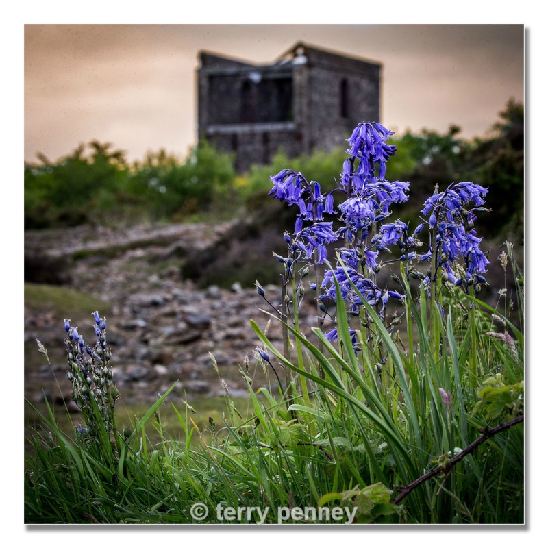 Past-their-best - Cornwall