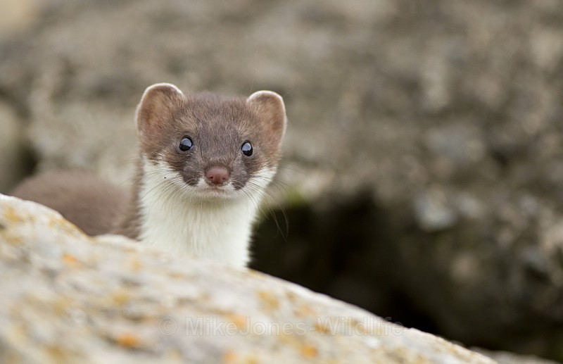 Stoat Kit. Conway, ref st 15