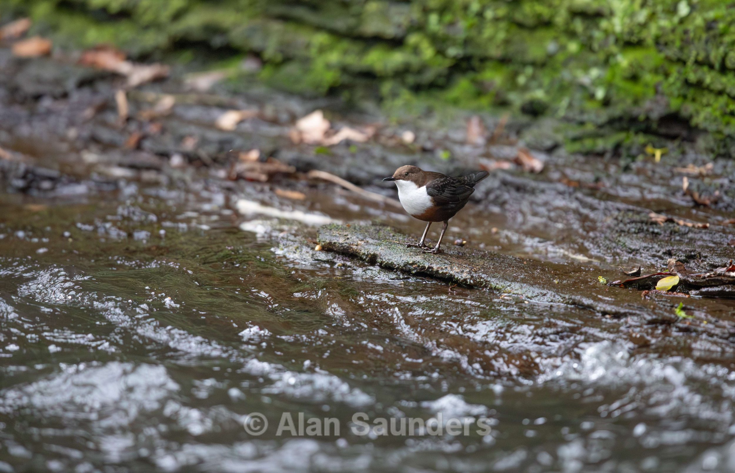 Dipper 3