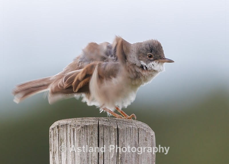 Whitethroat - Latest Images