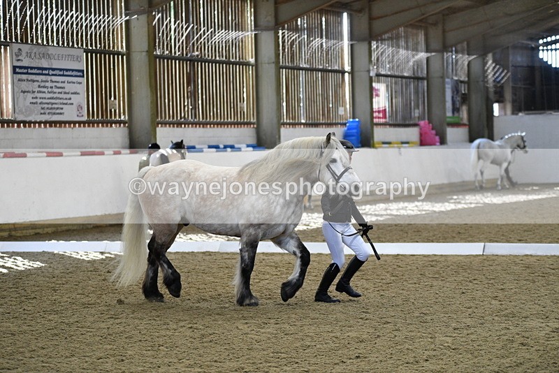 WJ5_4334 - Class 6 In hand M&M - Large Breeds