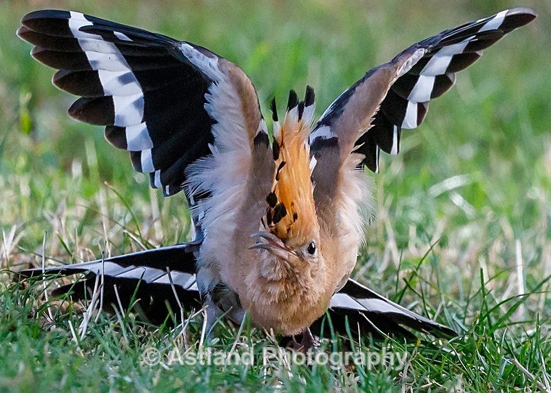 Astland Photography, Bird and Wildlife Images, Susan and Peter Wilson, U.K.