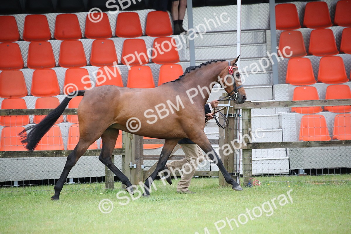 SBM_00201 - Class 17-20 - Arab & Part Bred - Anglo Arab In Hand
