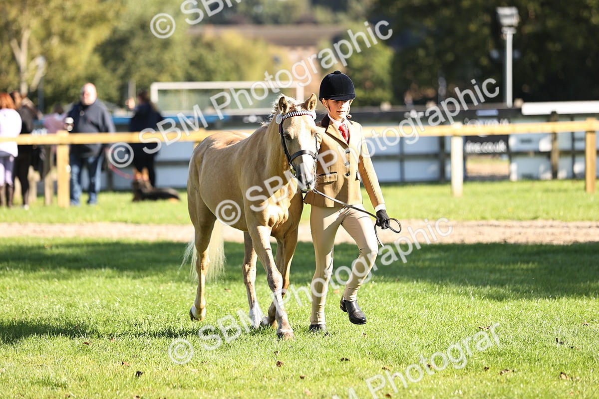 SBM_15904 - S1 - TSR in Hand Horse & Pony Showing