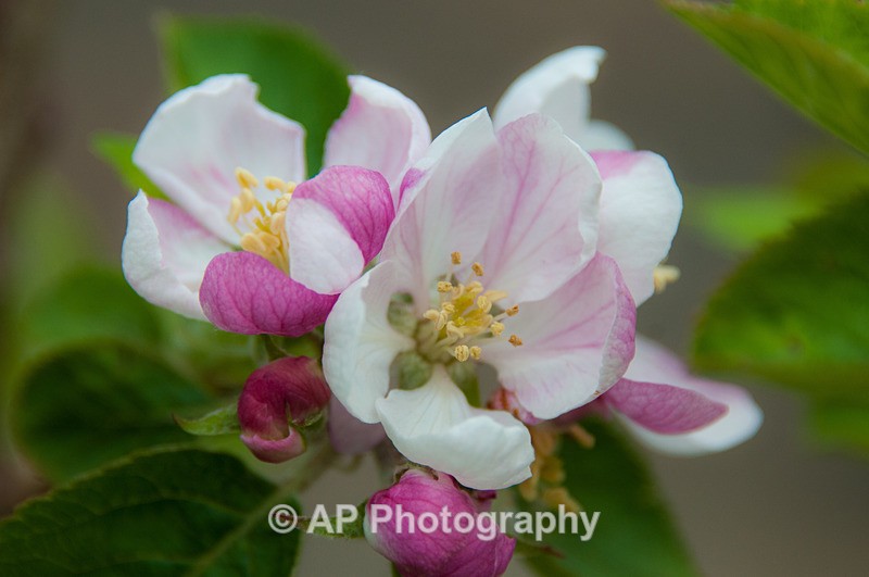 ACP_3440-1 - Plants