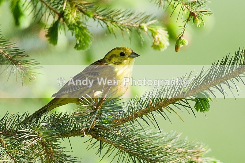 20120508-_MG_9835 - Buntings