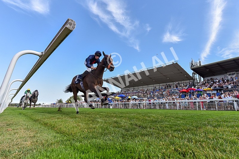 130826-Race 5-Wardlaw-5217 - Race 5 16.15pm Middle Distance Handicap