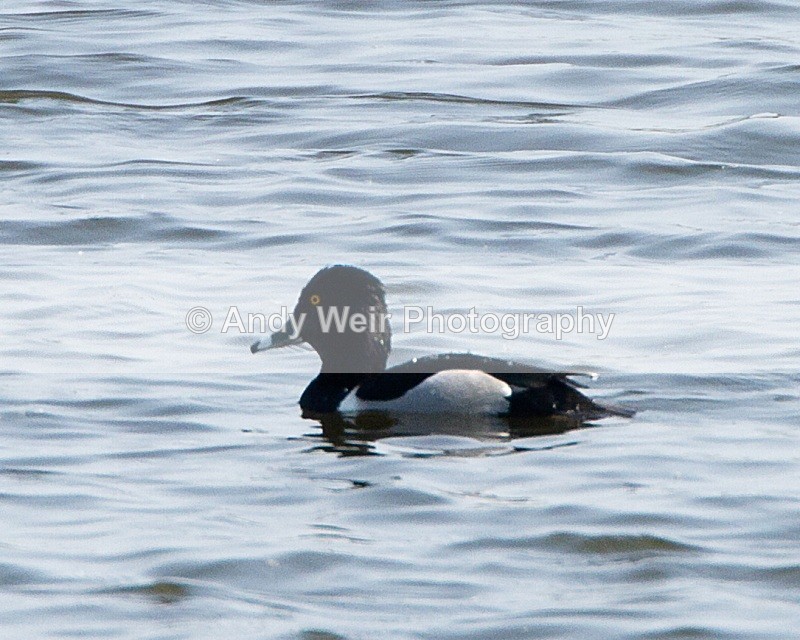 20110422-IMG_4589-155 - Tufted Duck