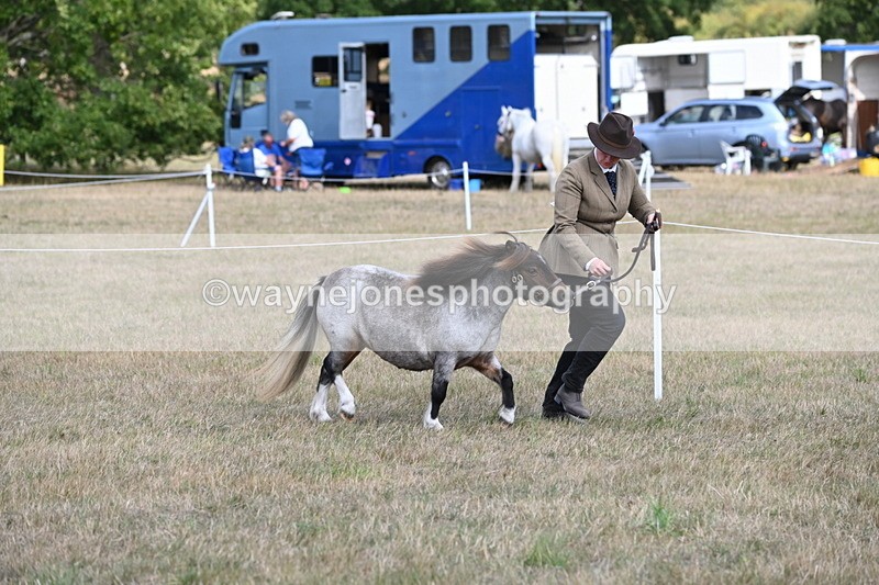 WJ6_6848 - Class 21 Shetland & Mini Horses